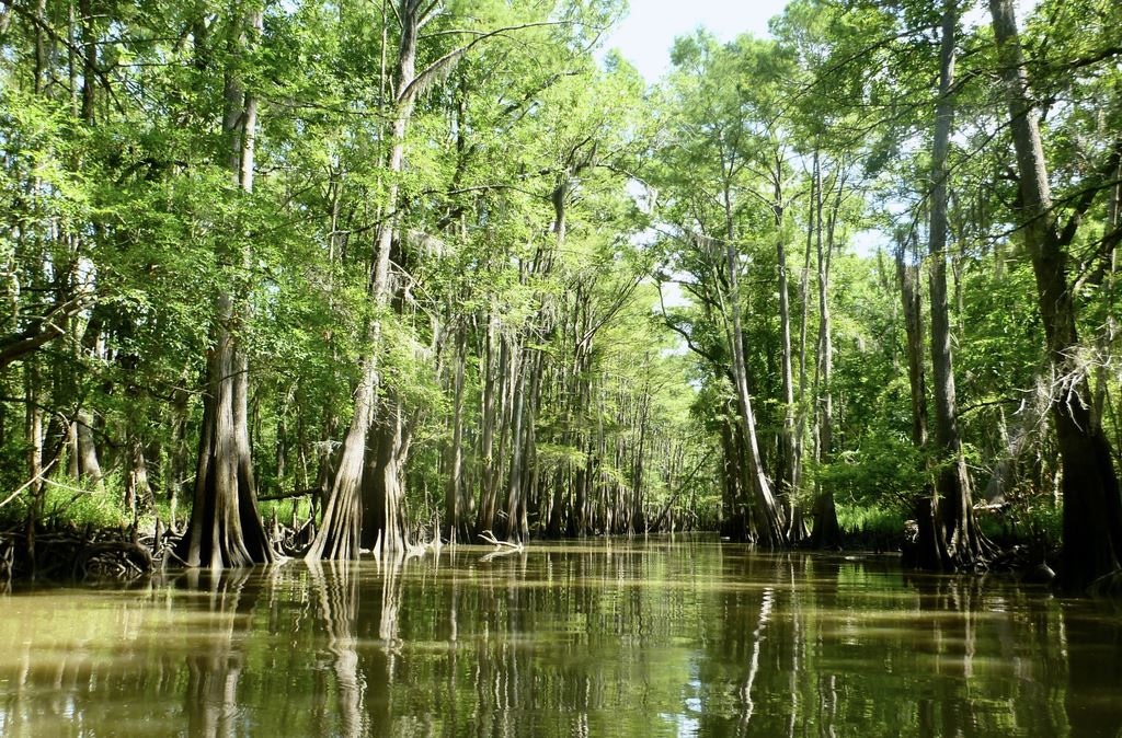Cypress Avenue by Joe Coker