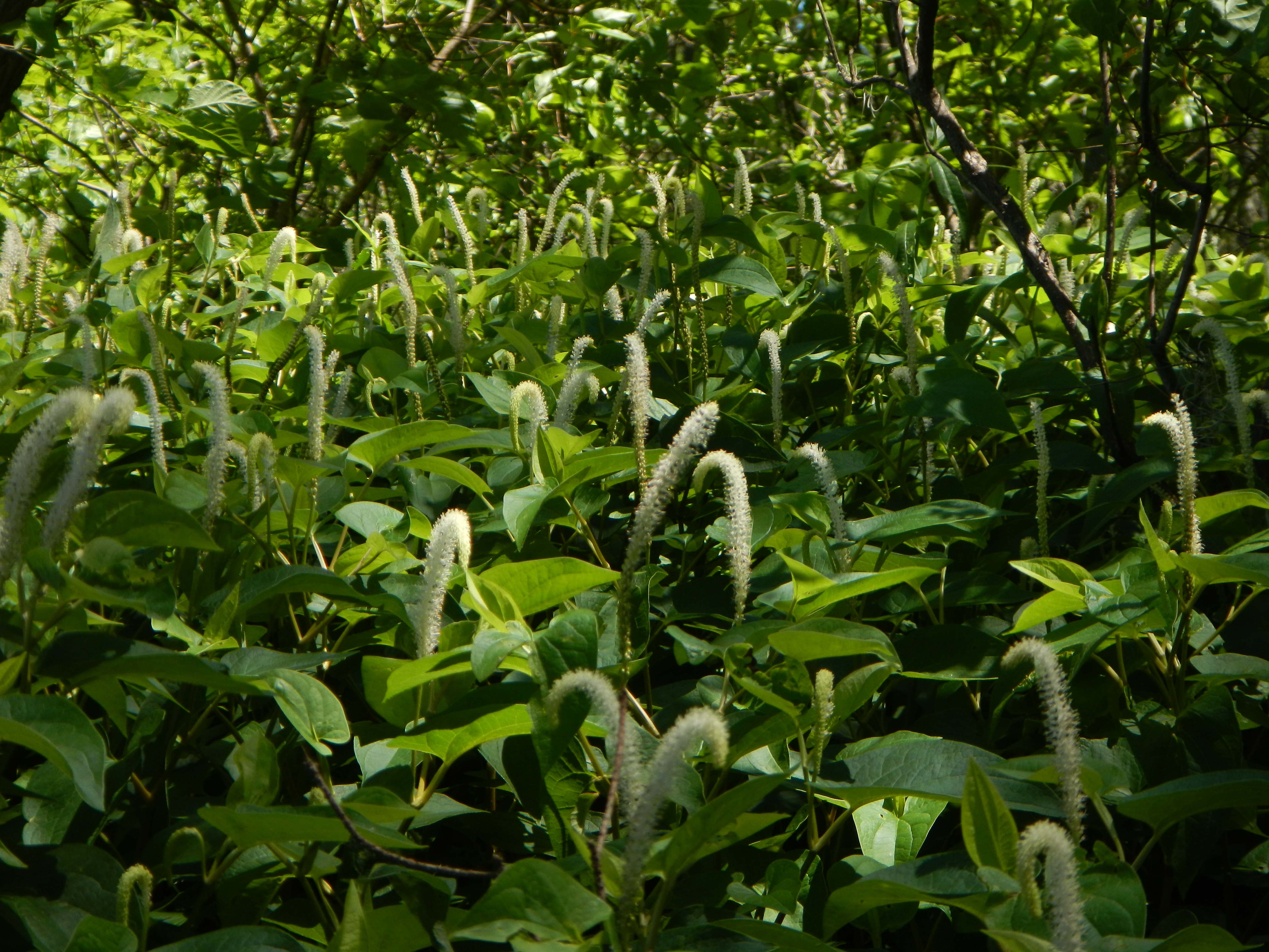 Lizard’s Tail by Tom Douglas