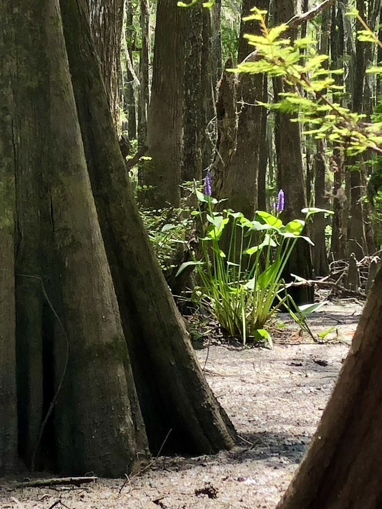 Pickerel Weed by Joe Coker