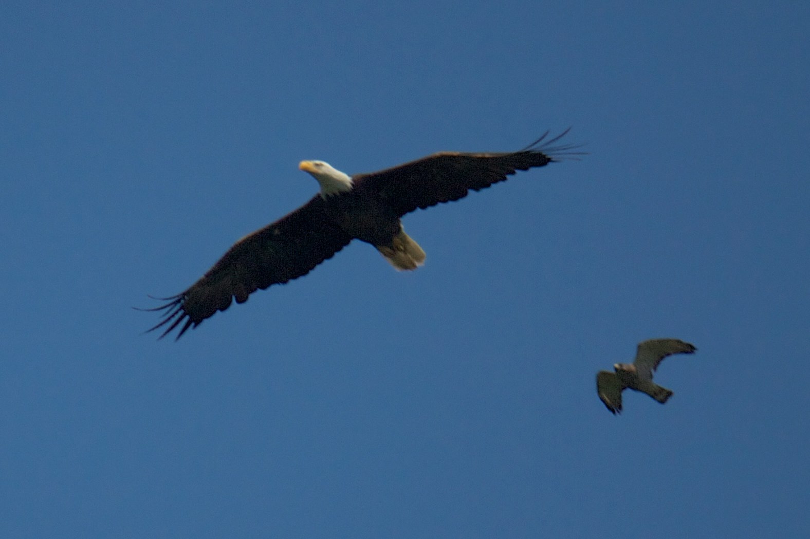 Eagle Over Greens Bayou