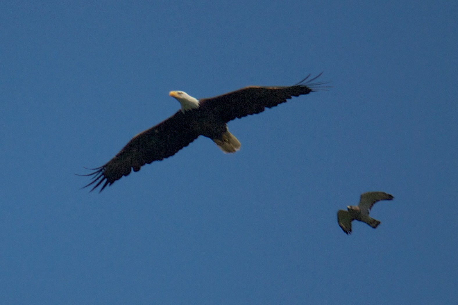 Eagle Over Greens Bayou