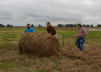 hay baling 1