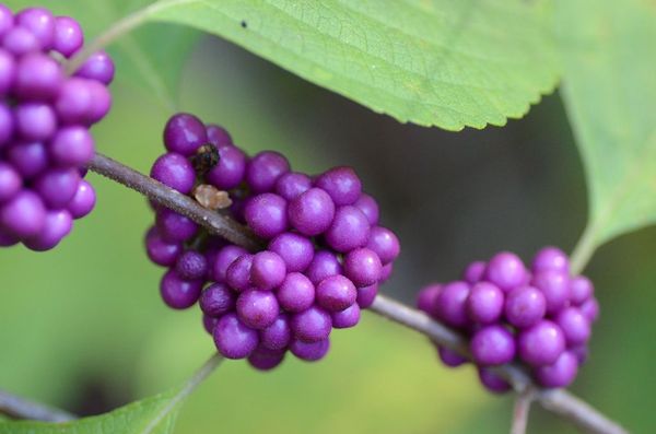 beautyberry