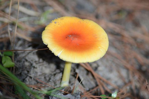Mushroom