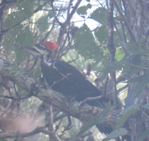 Pileated Woodpecker