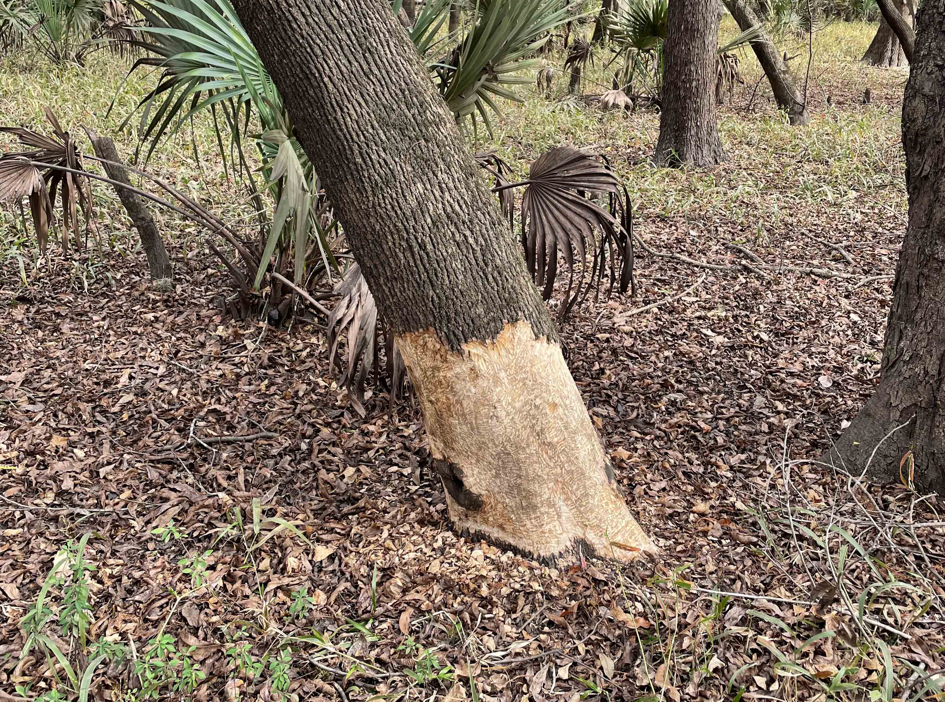Beaver Tree by Chris Larson