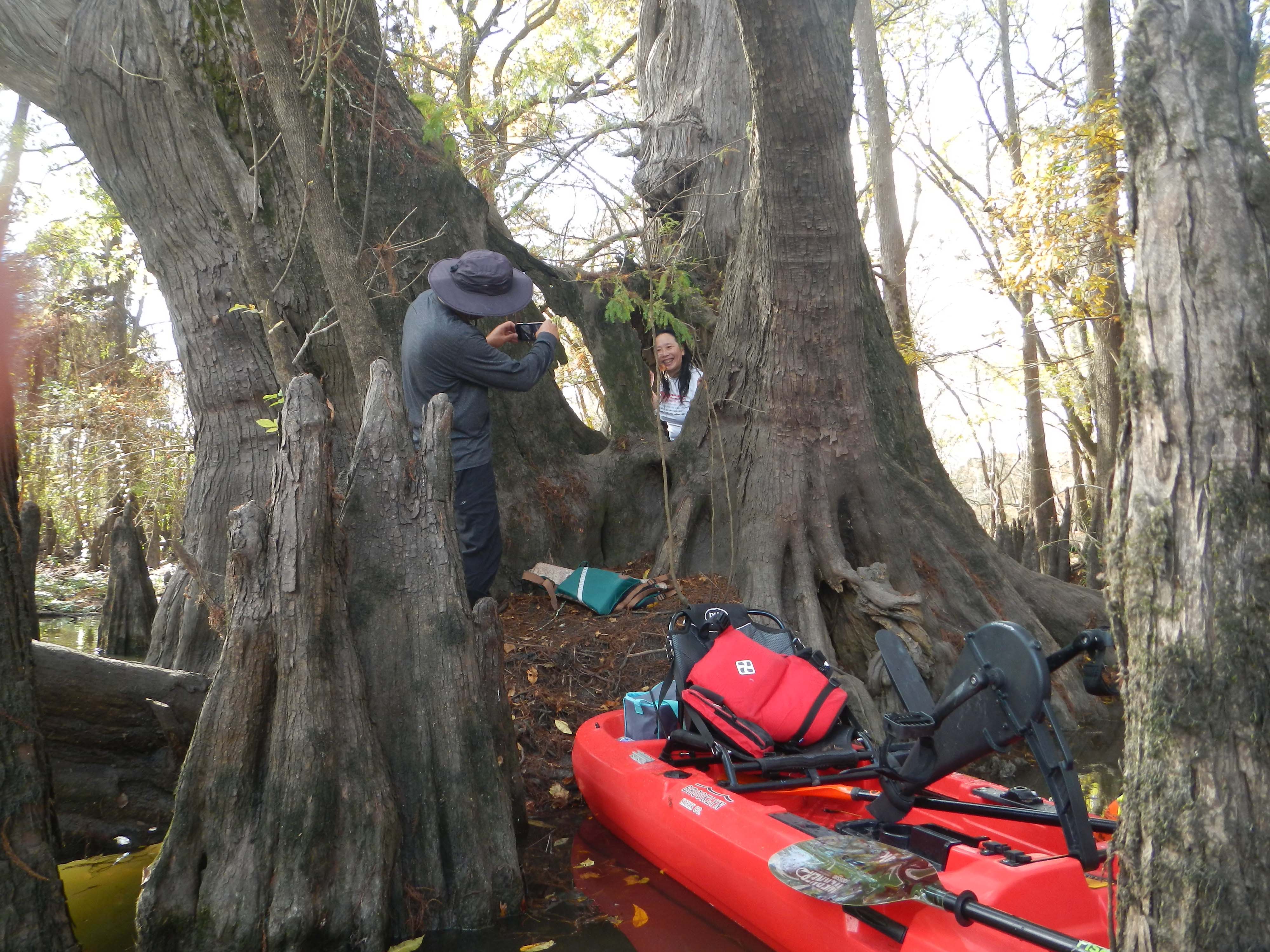 Big Cypress by Linda Shead