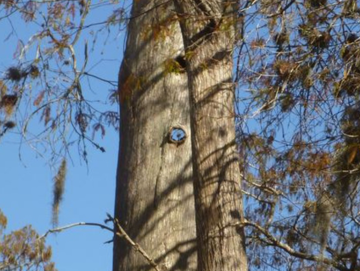 Tree with a View by Joe Coker