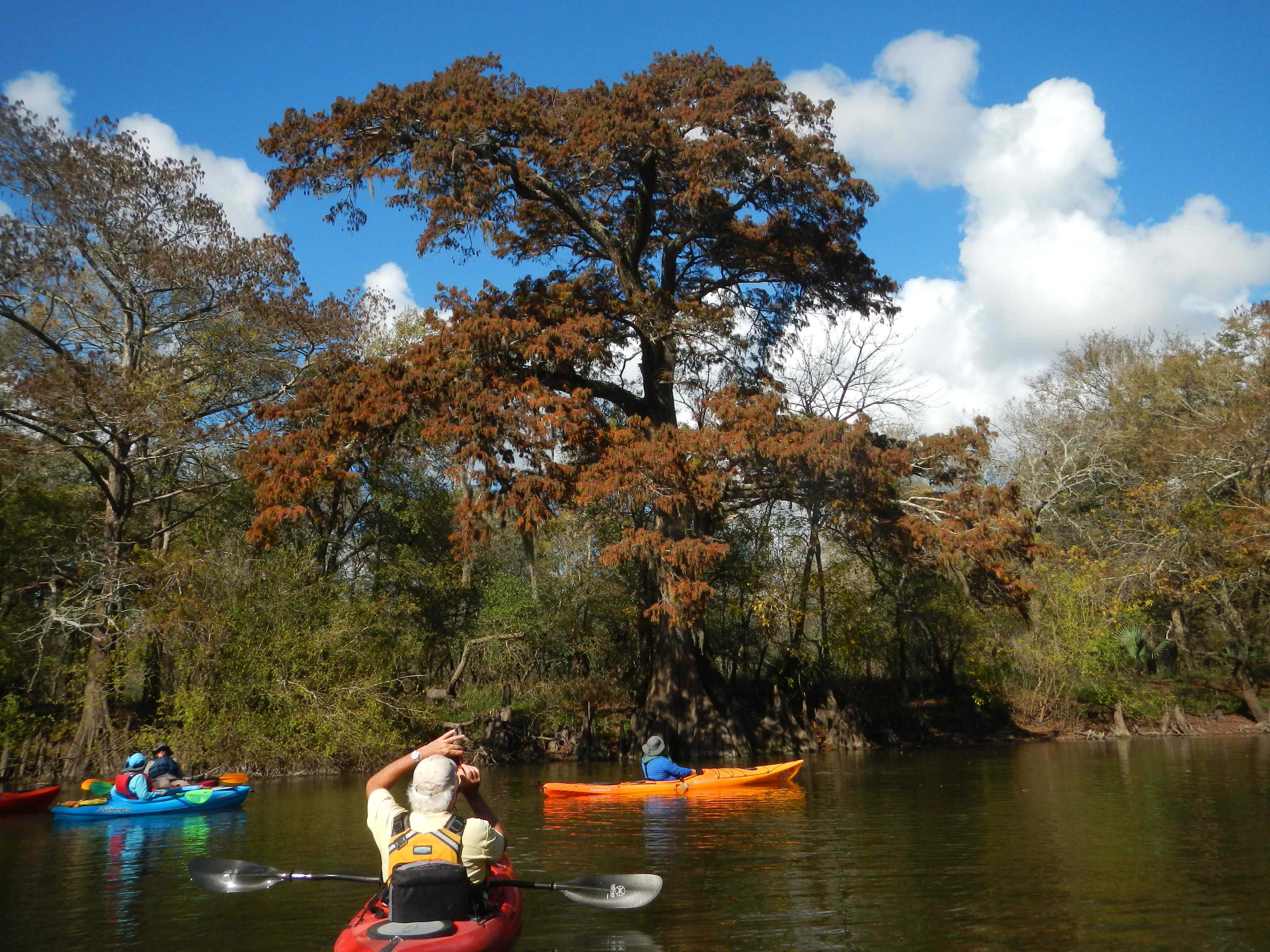 Fall Color by Linda Shead