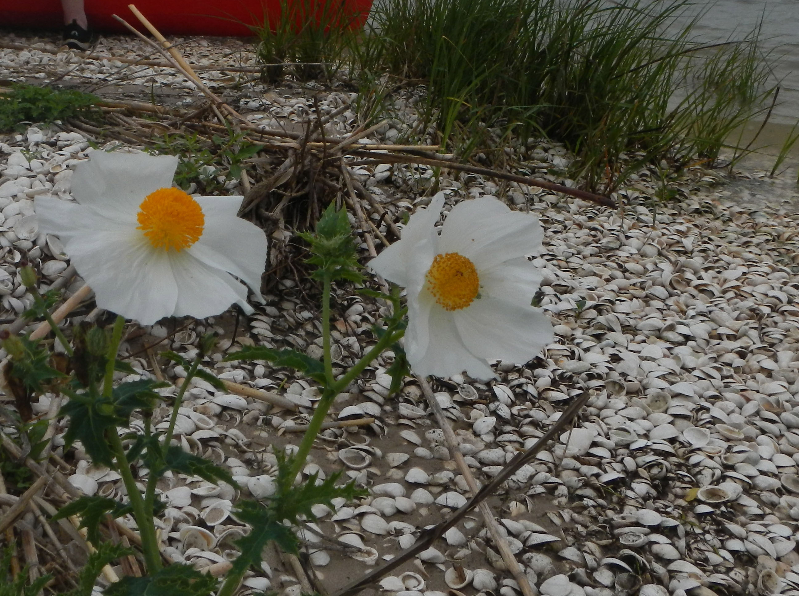 White Prickly Poppy