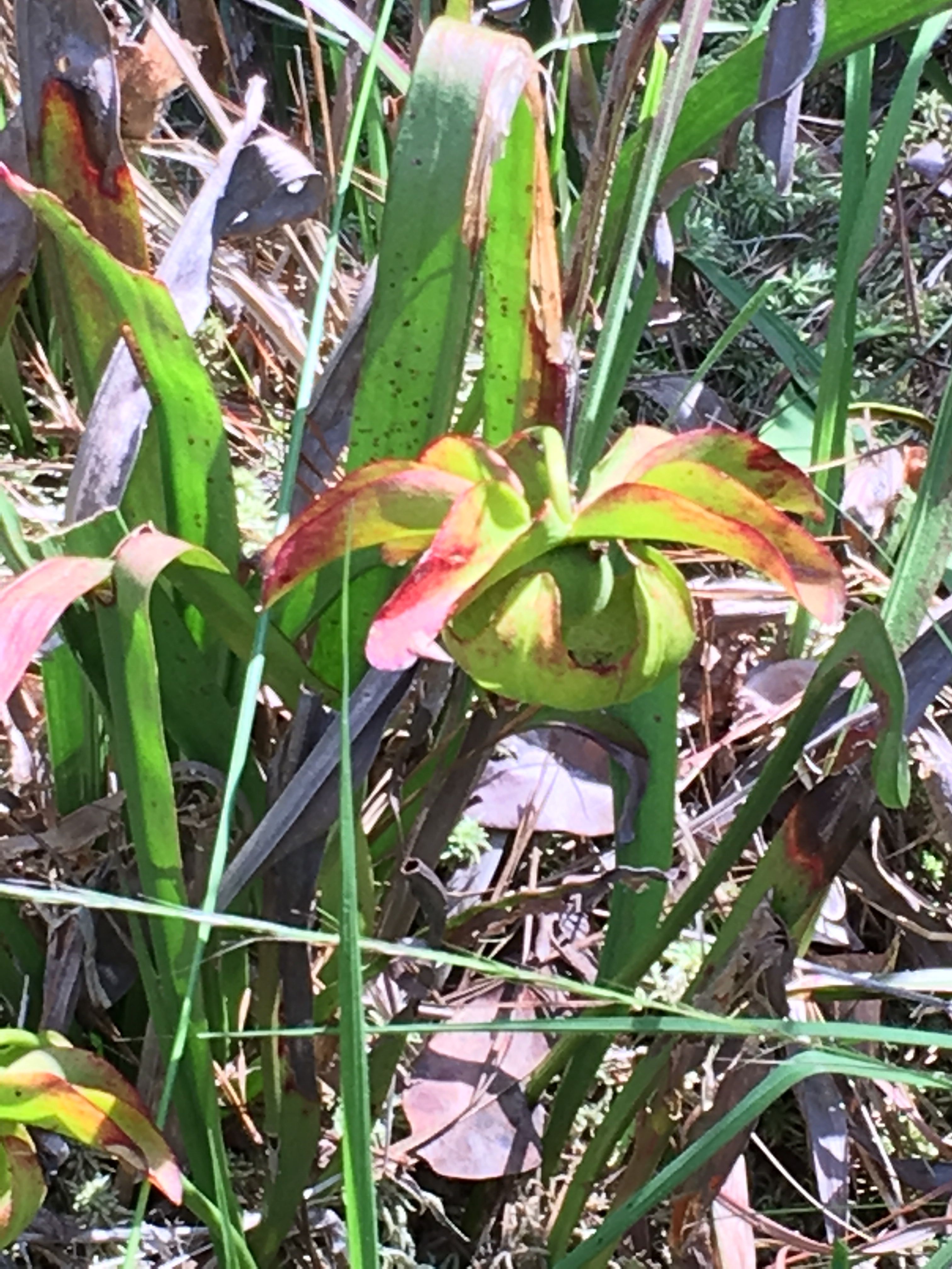 Pitcher Plant
