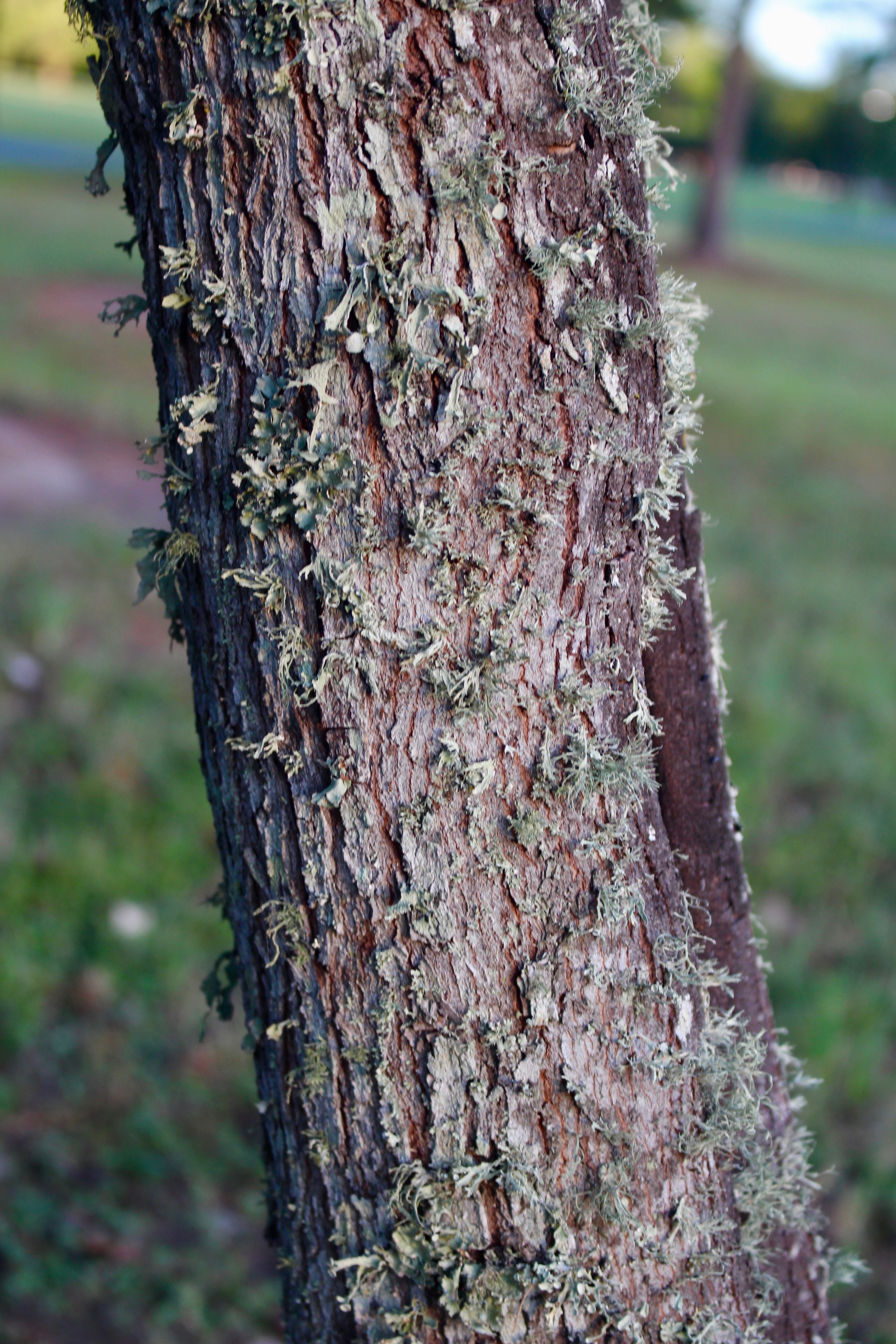 lichens