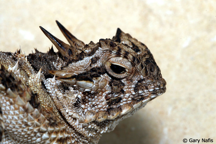 lizard