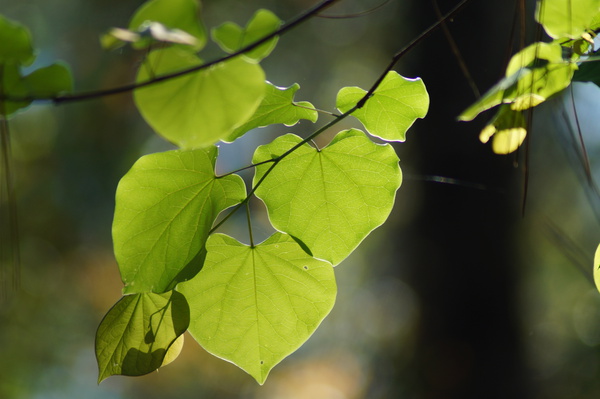 Peach Creek Woods Leaves