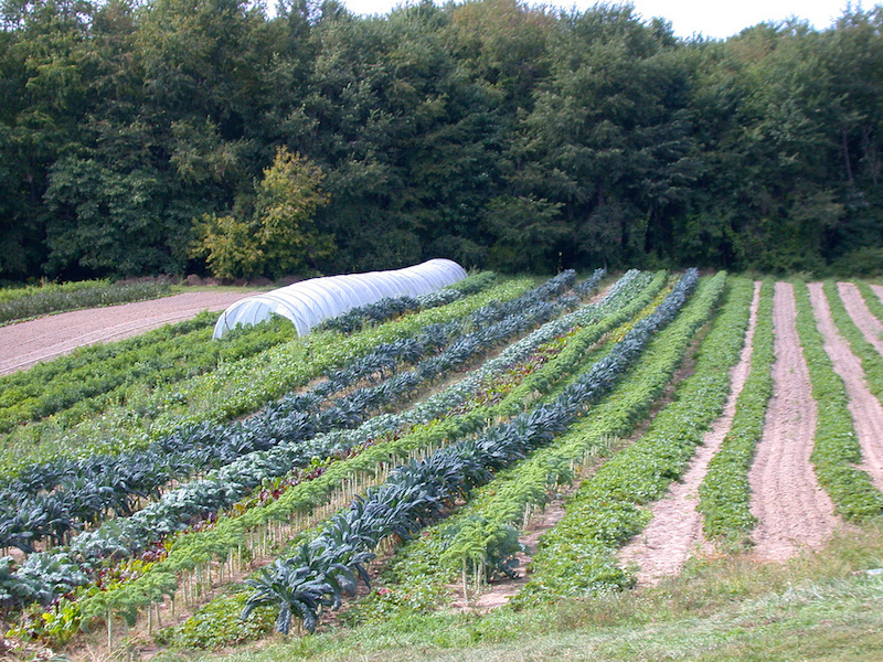Tantre Farms