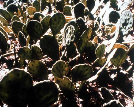 Bay Creek Wilderness