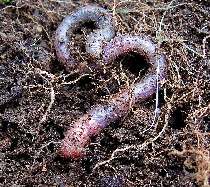 Three Shocking Facts About Earthworms