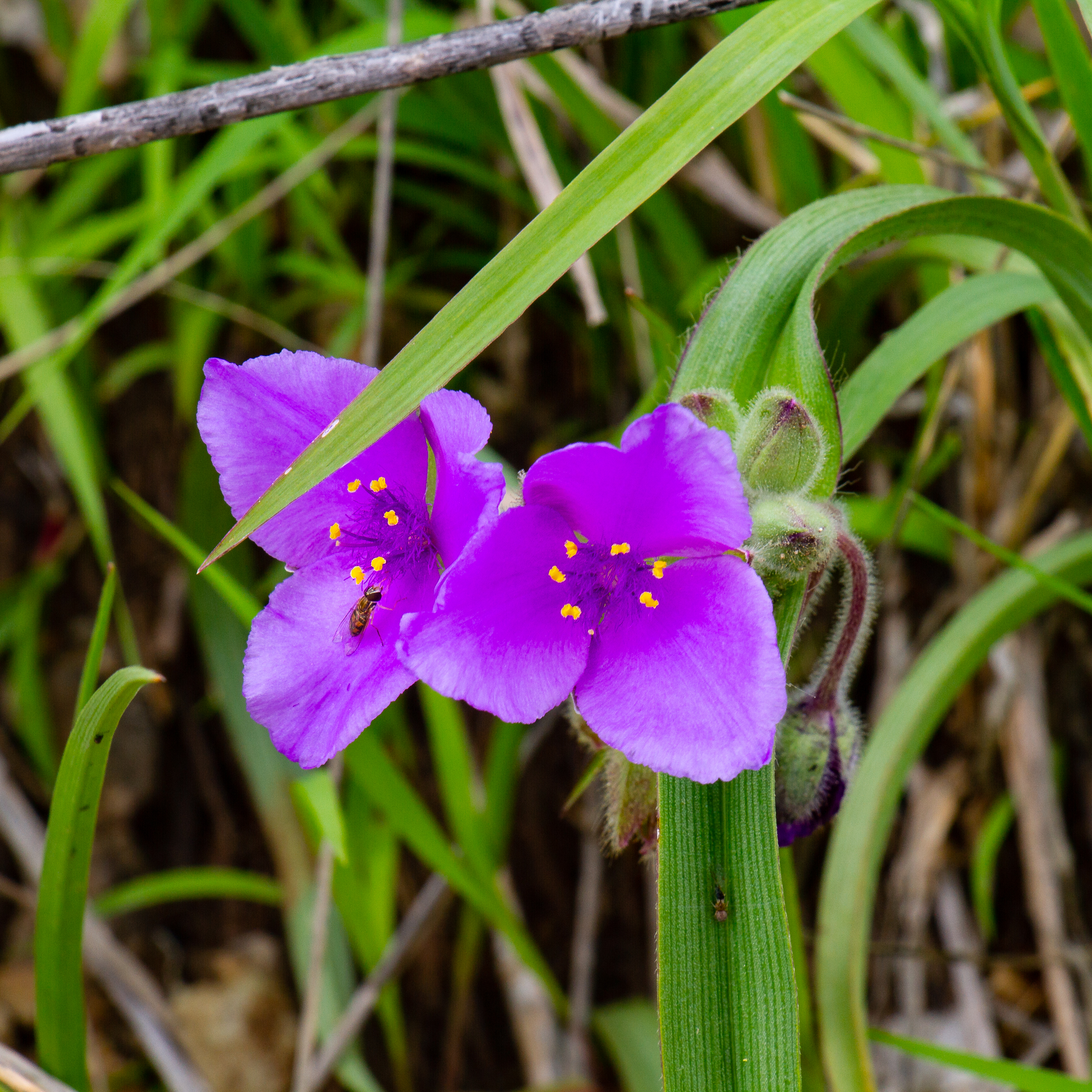 Alan Bauman, Photo of wild purple flower