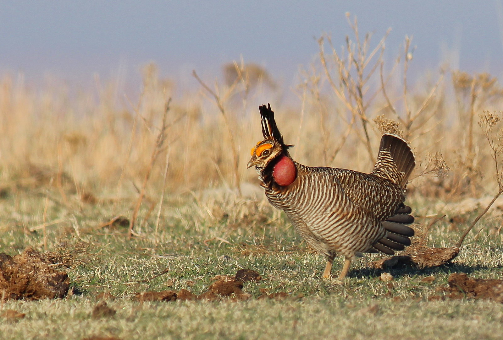 brown and beige striped bird in field