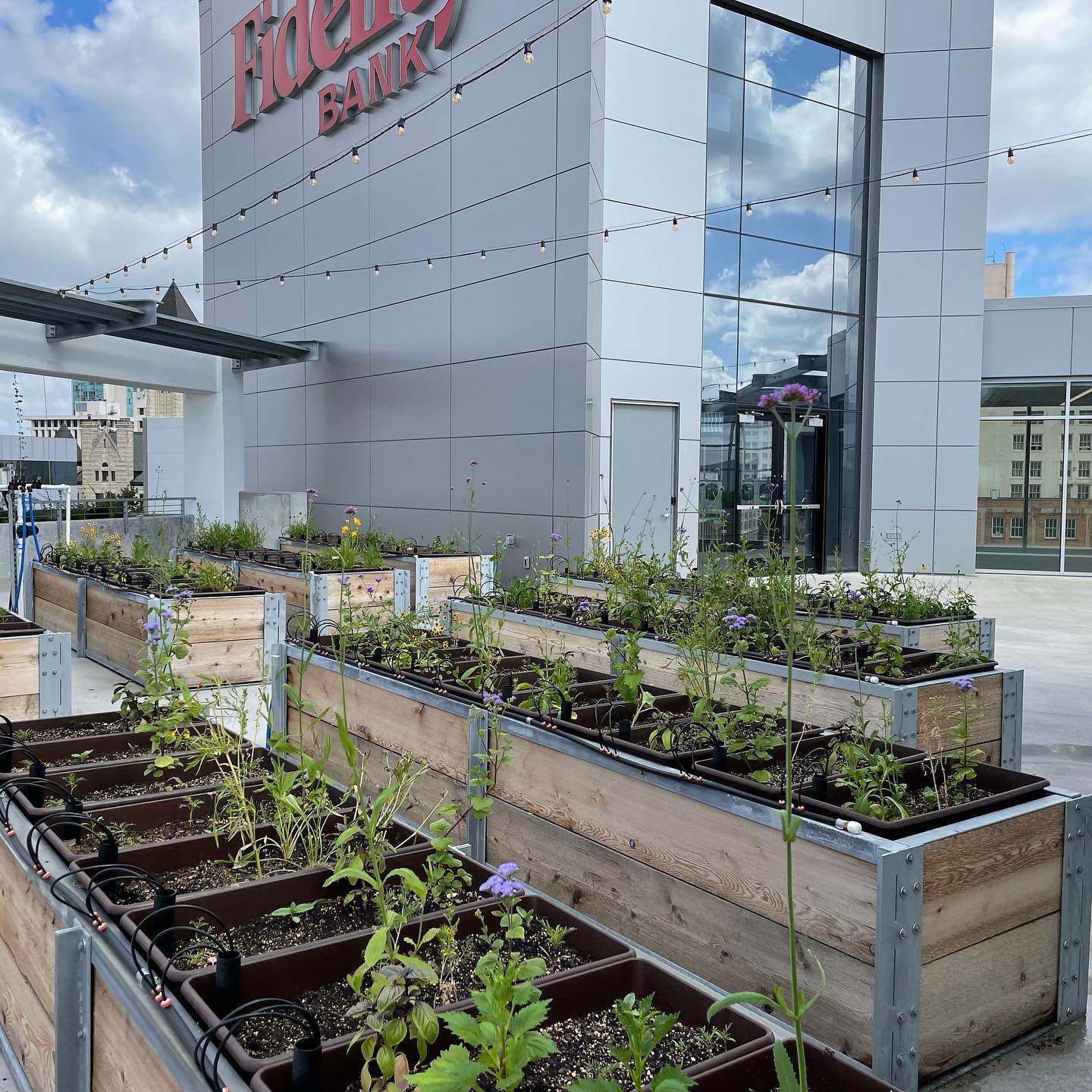 RISE rooftop Garden