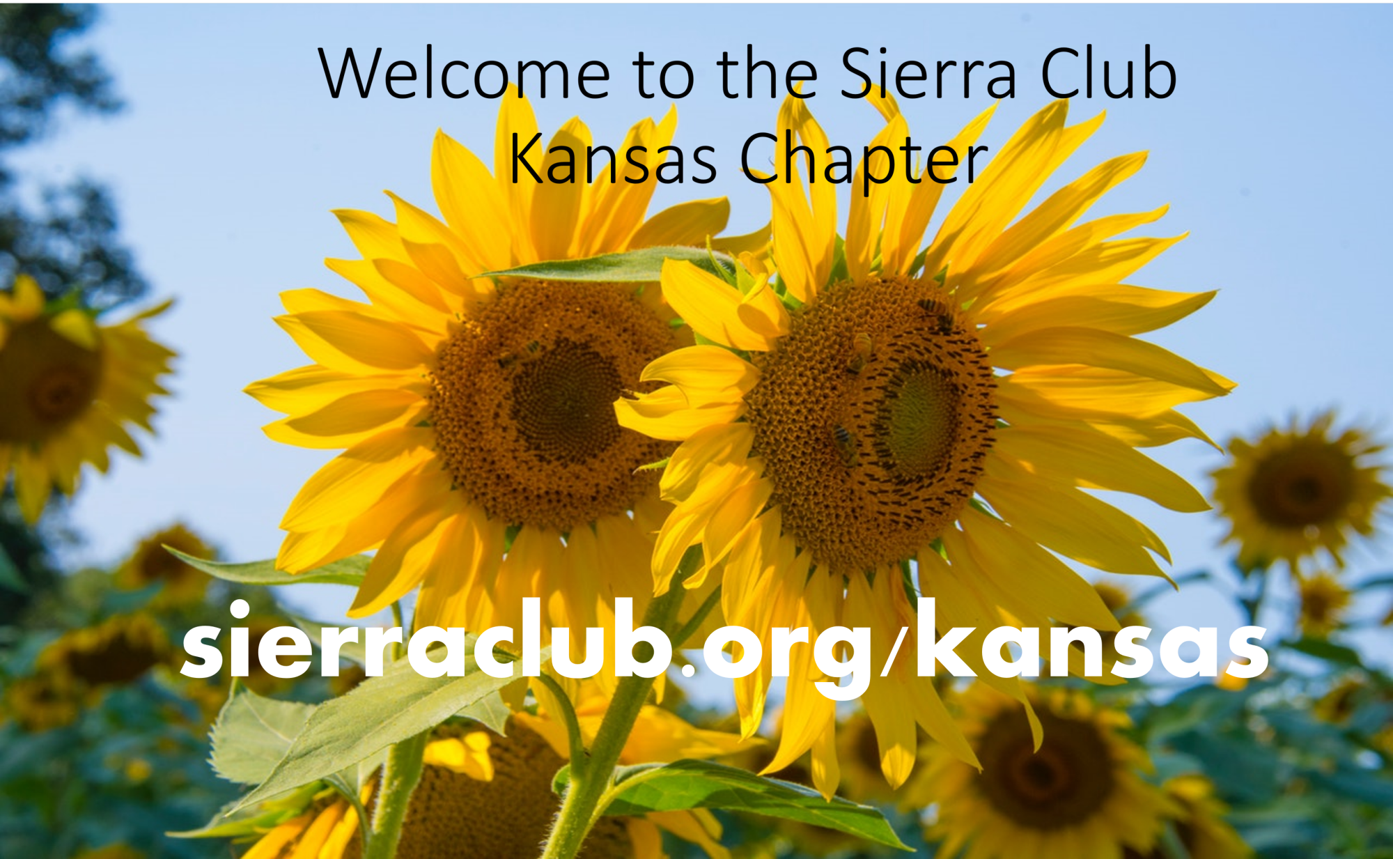 Welcome to Kansas Chapter, sierraclub.org/kansas yellow sunflowers and blue sky welcome to kansas chapter sierraclub.org/kansas