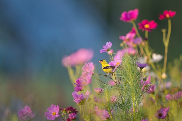 yellow bird in flowers