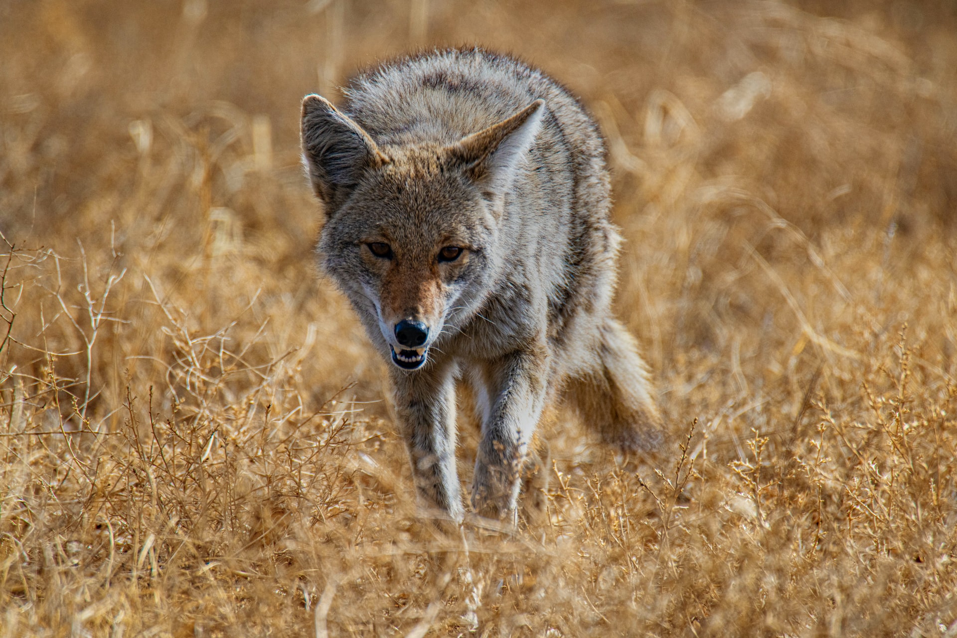 coyote in field