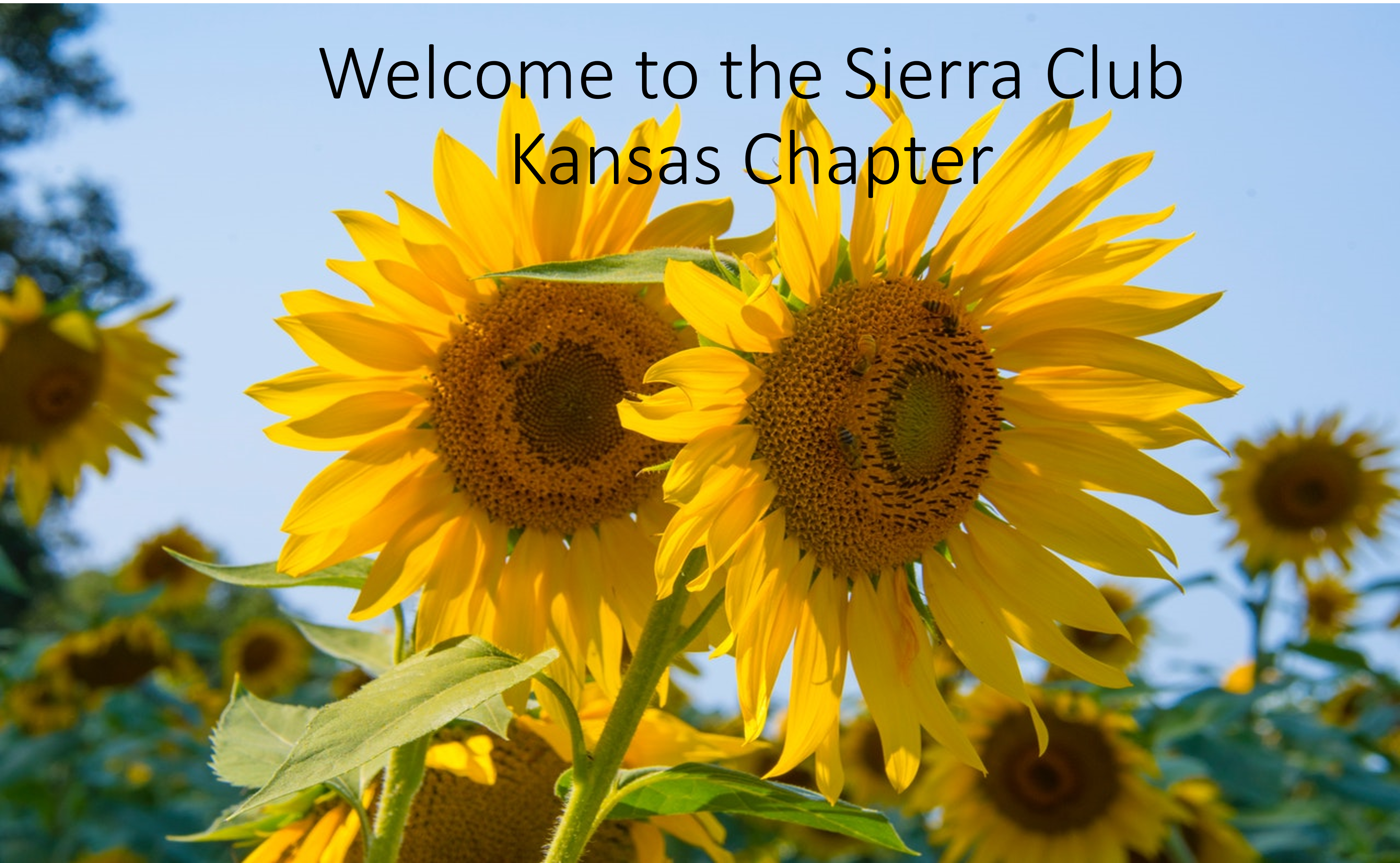 yellow sunflowers - welcome to SC KS Chapter