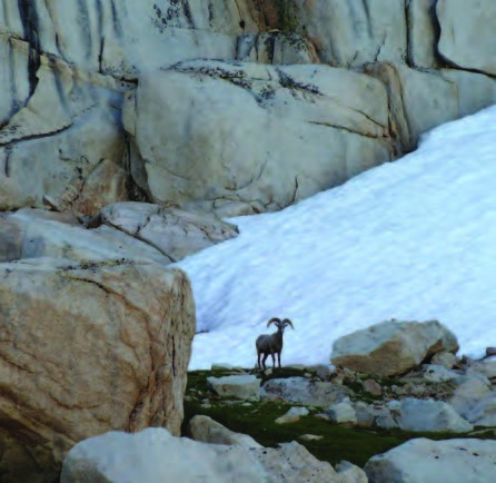 Photo of Bighorn Sheep in Sequoia National Park Wilderness by Eva Nipp.