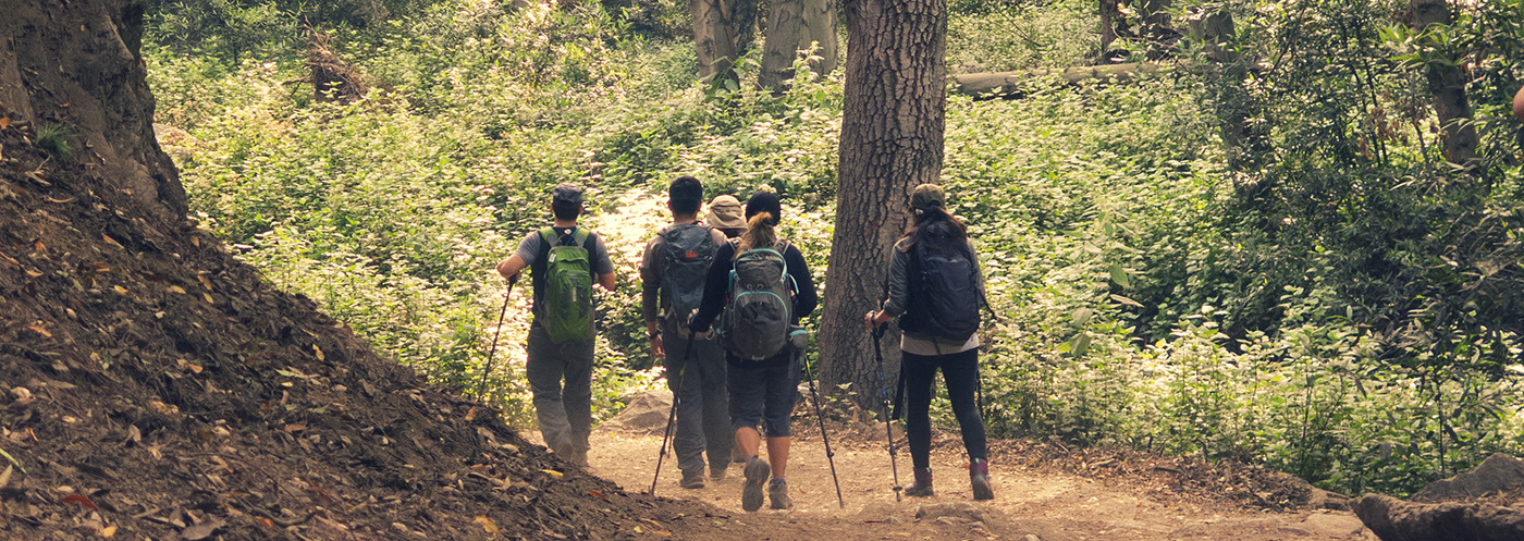 Hikers in forest
