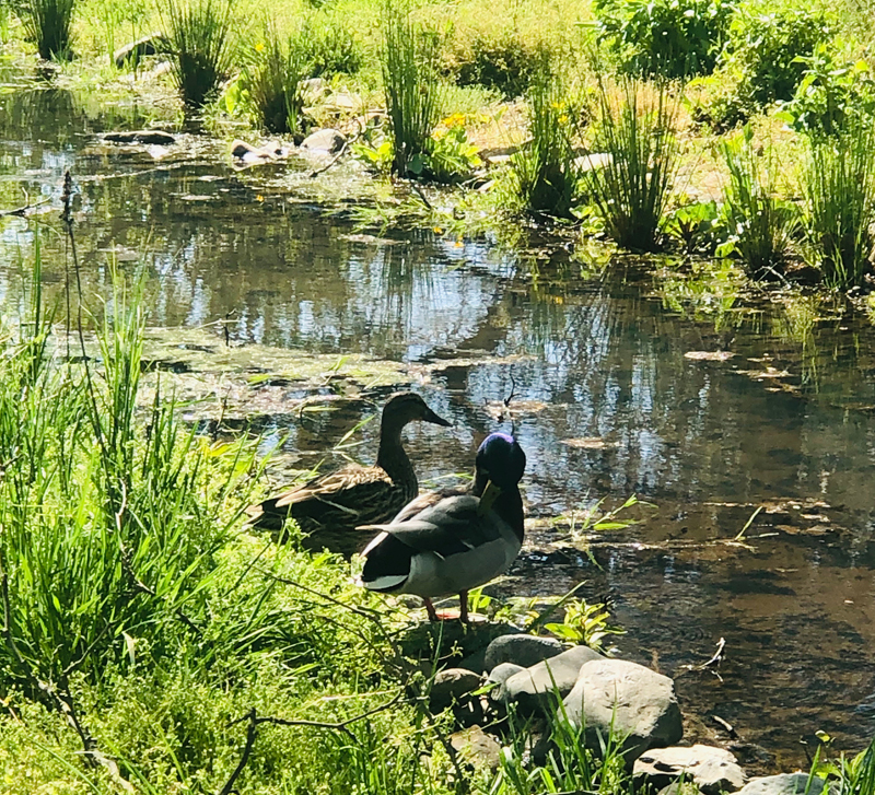 Mallards enjoying Ricky Park wetlands