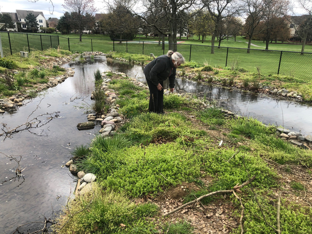 Working on the wetland