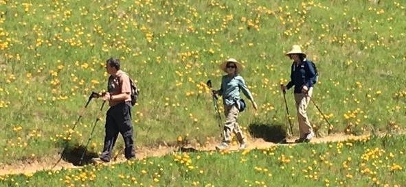 Springtime on the Matt Davis Trail, Stinson Beach		