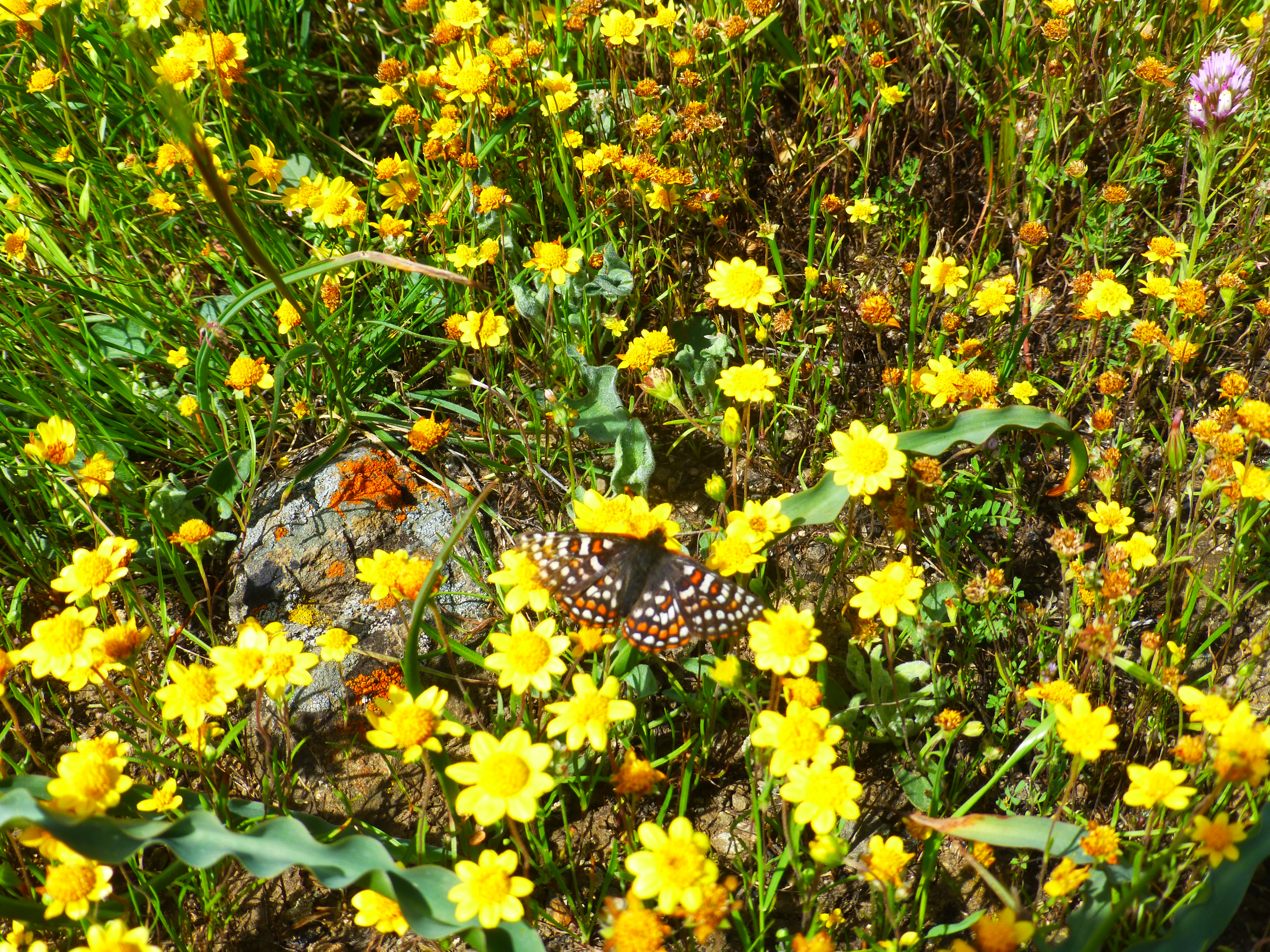        The photo is of an endangered Checkerspot Butterfly, which thrives only in open spaces. Photo by Dave Poeschel
