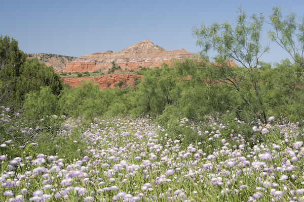 Thistle flowers at Palo Duro Canyon State Park, Canyon, Texas. 