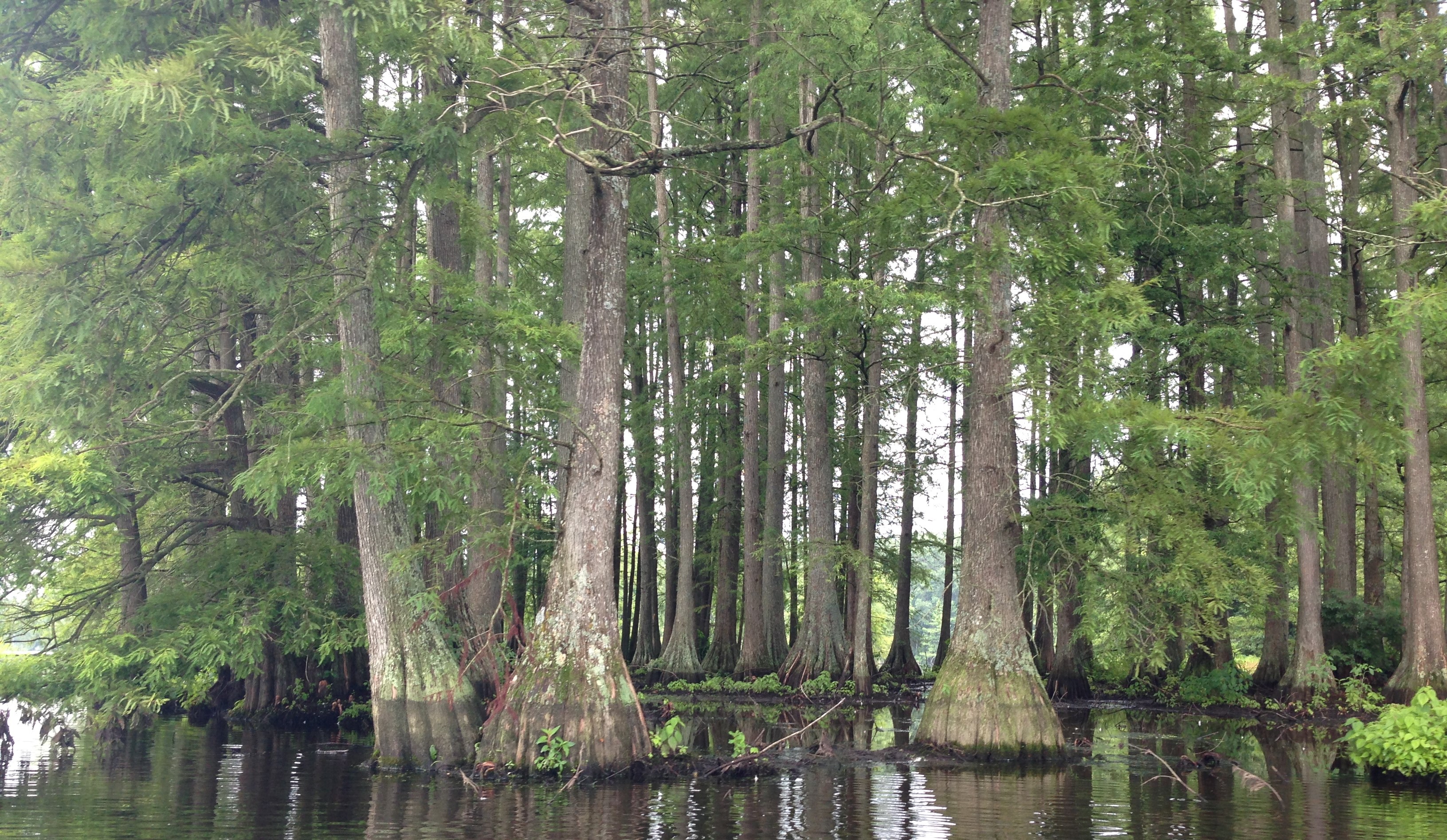 Bald Cypress