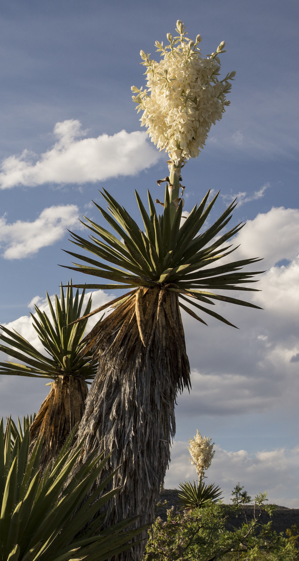 Giant Dagger Yucca photo by Al Braden