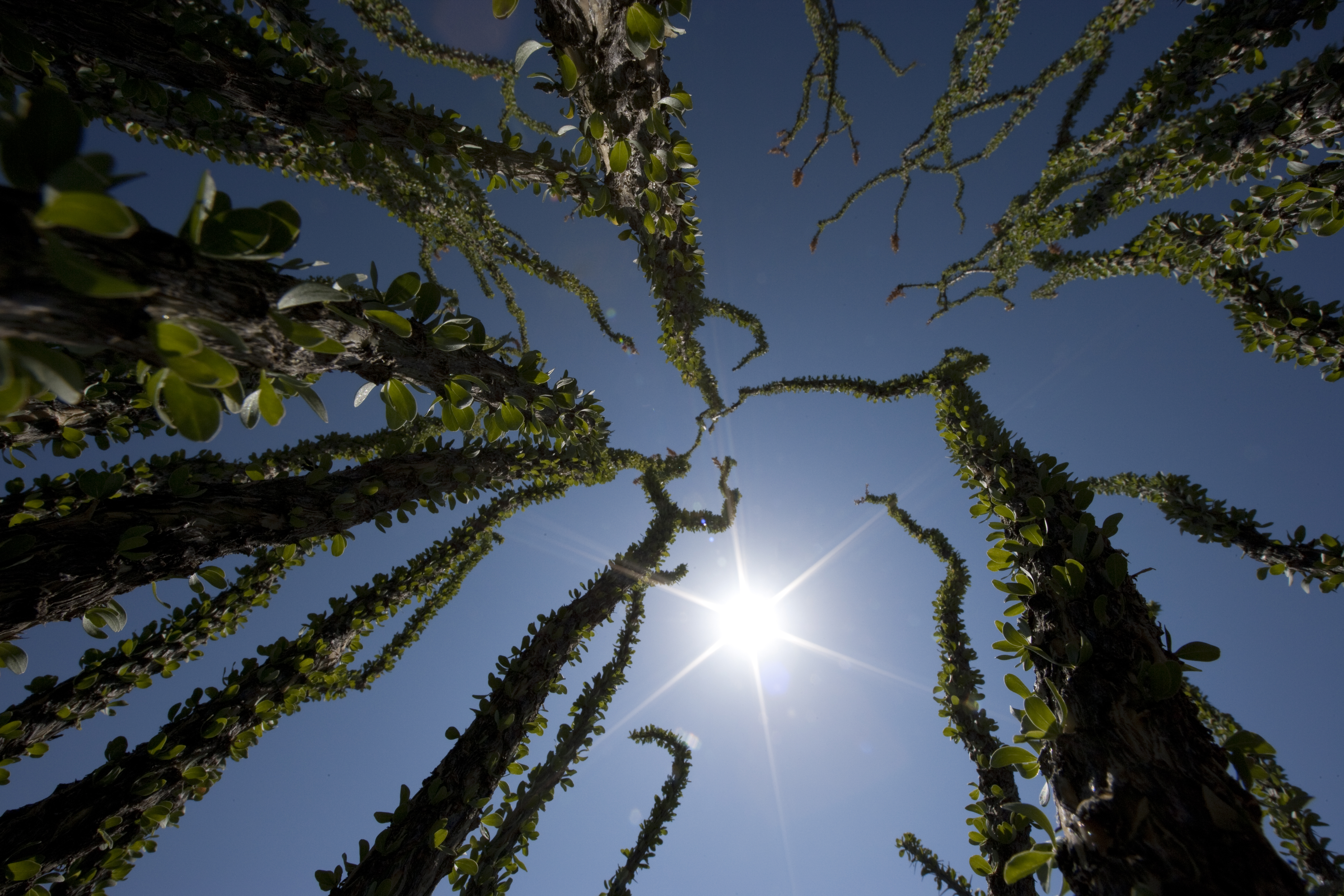 Ocotillo, Big Bend (Al Braden)