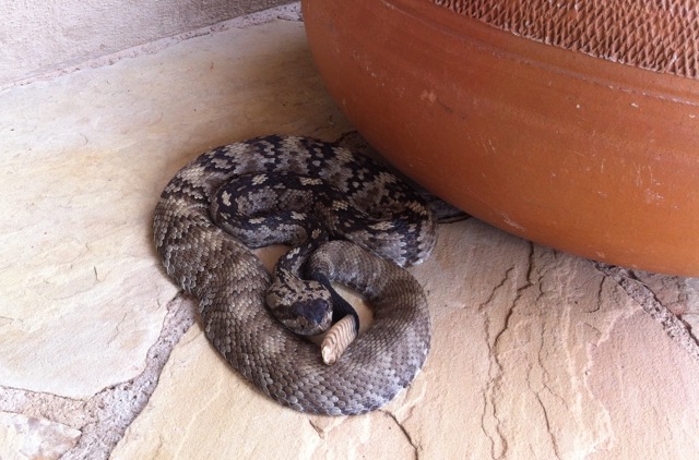 Living with rattlesnakes