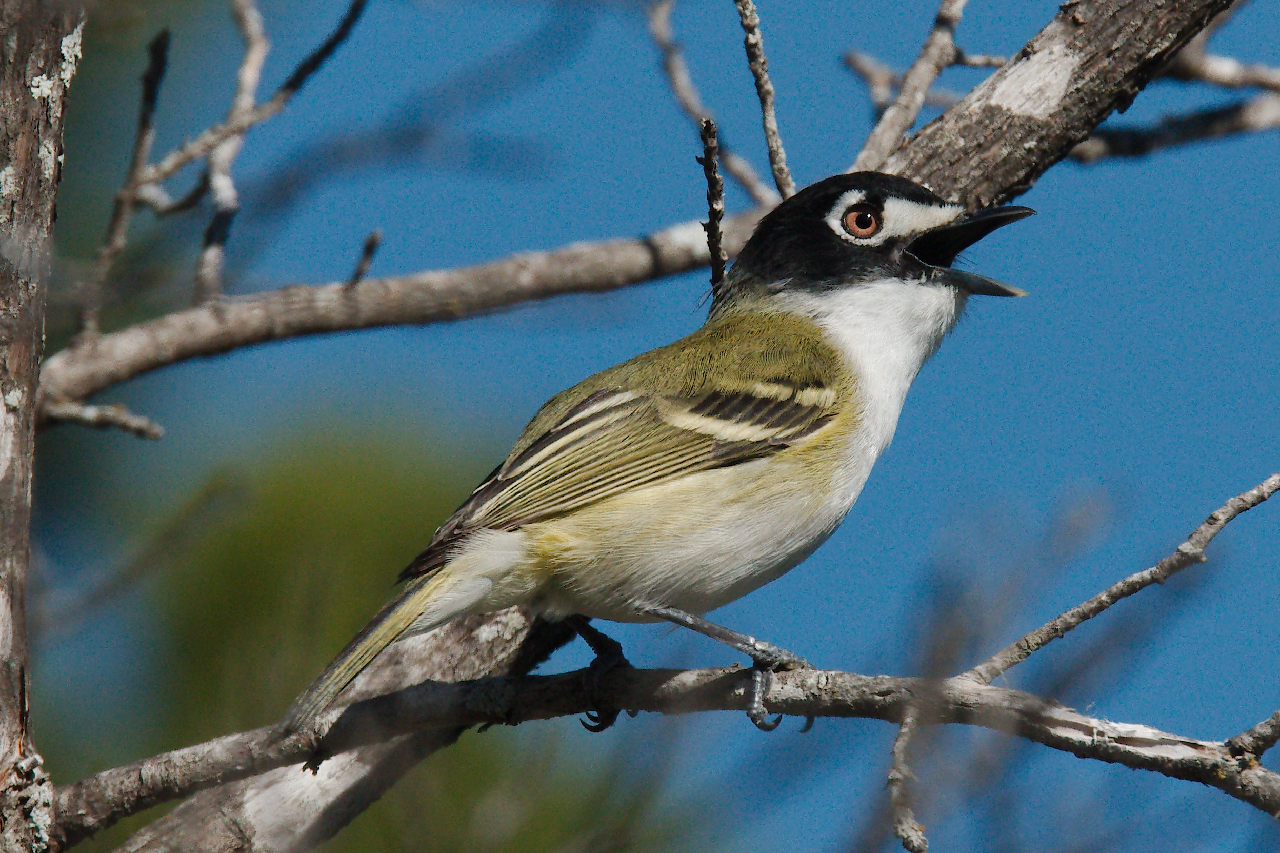 Black capped vireo