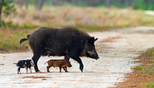 Feral Hogs