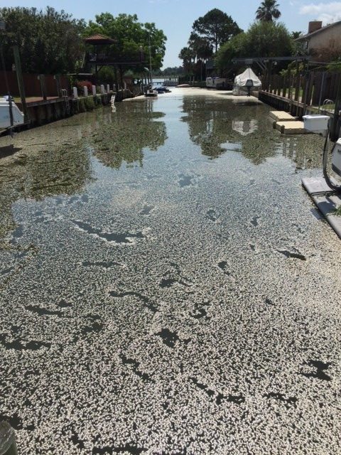 Fish Kill Clear Lake