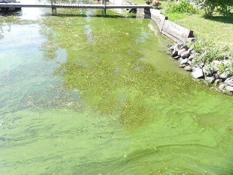Galveston Algal Bloom 