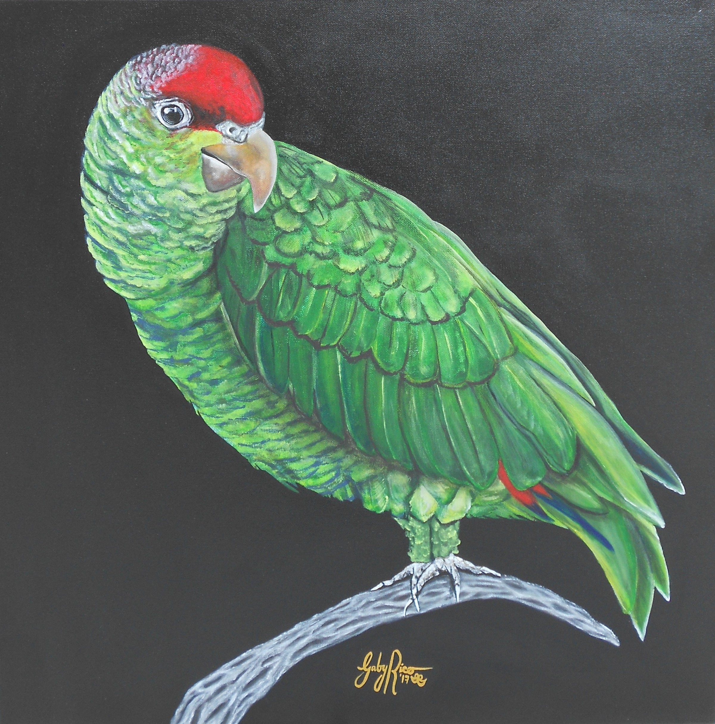 Parrot