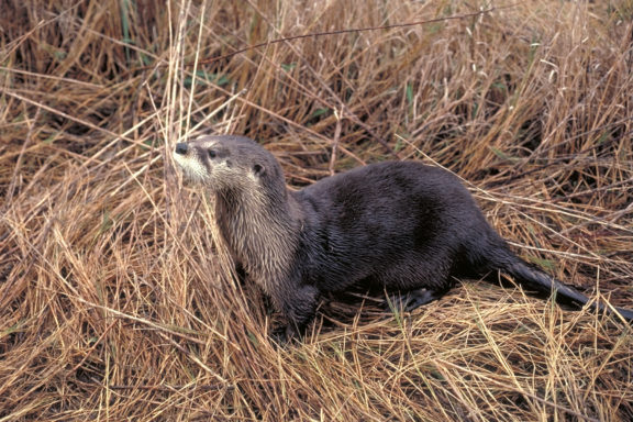 River Otters