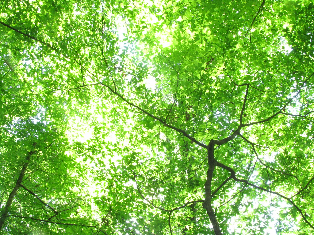 Sabine National Forest
