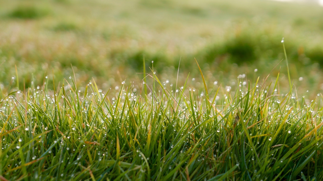 Texas lawn