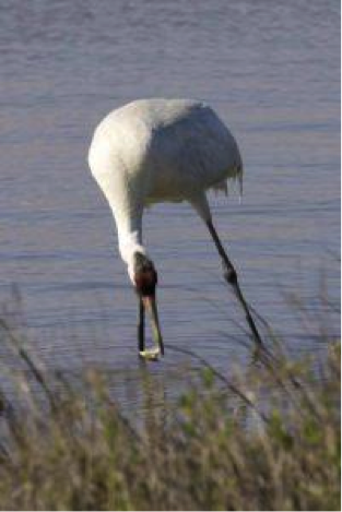 whooping crane