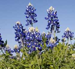 Bluebonnets and Sky Al Braden