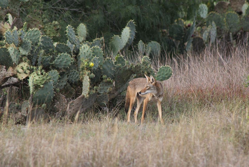 Coyote, Brownsville, Aug 2015